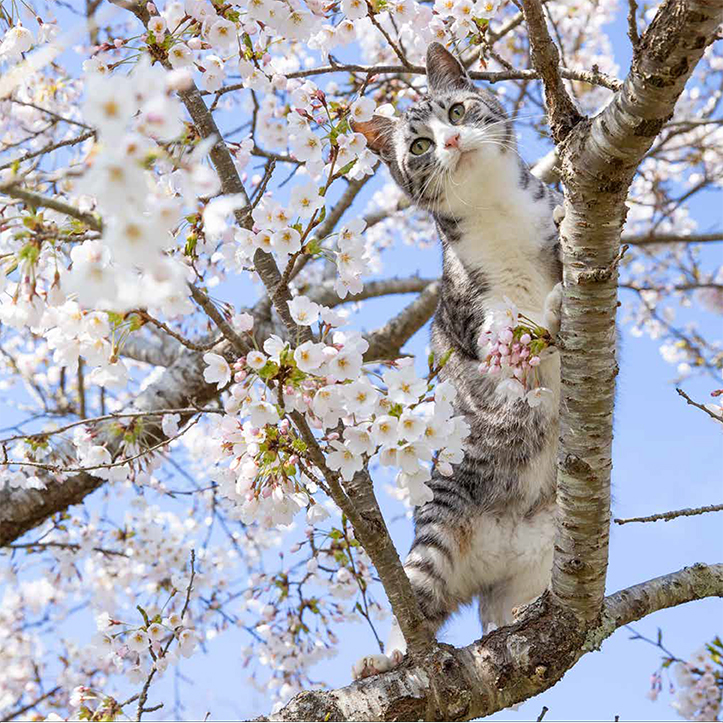 必死すぎるネコが刊行の画像