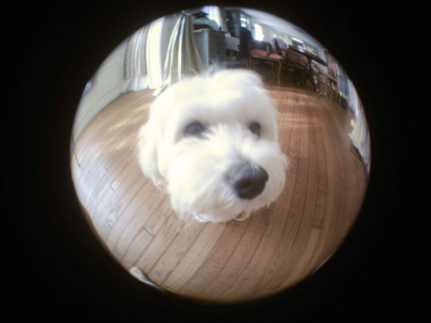 魚眼レンズで撮影した愛犬