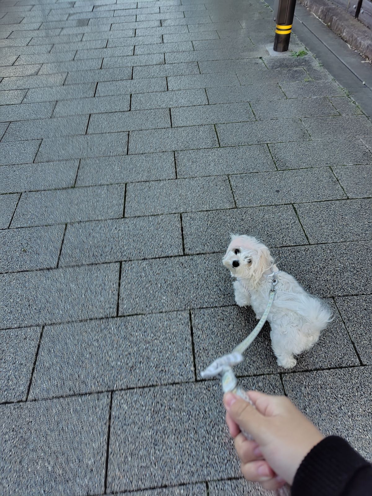 散歩中振り向いた愛犬