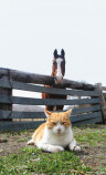 フォトブック『ボス猫メトとメイショウドトウ』の画像
