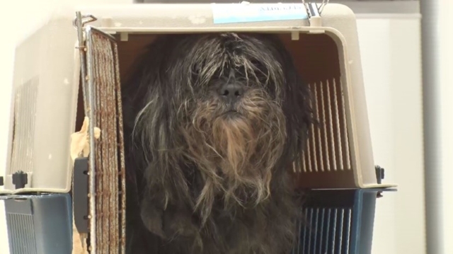 『嗚呼‼みんなの動物園』でトリミングされる保護犬