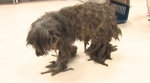 『嗚呼‼みんなの動物園』でトリミングされる保護犬