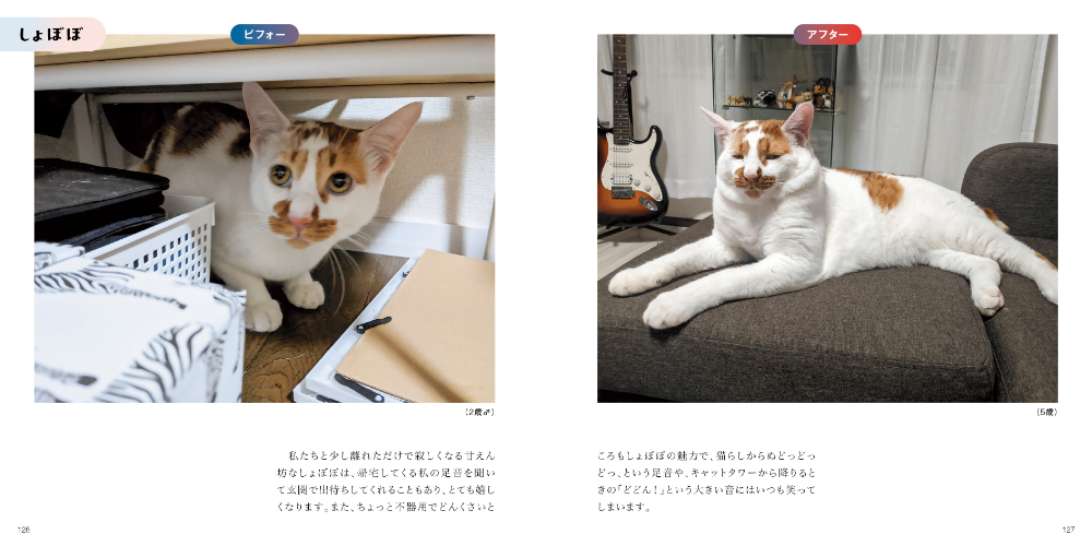 『みんなしあわせ！ 保護猫ビフォーアフター』の画像