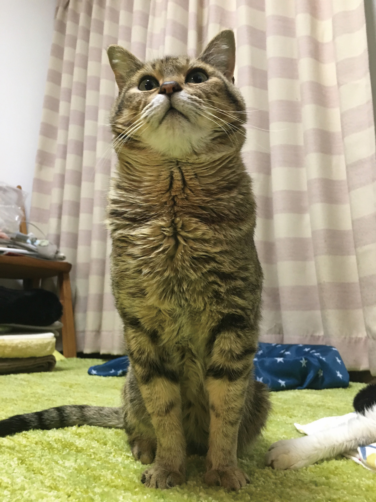 下半身付随でも幸せな猫の画像