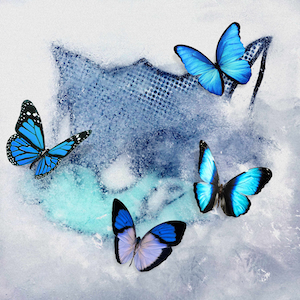 「Frozen Butterfly」