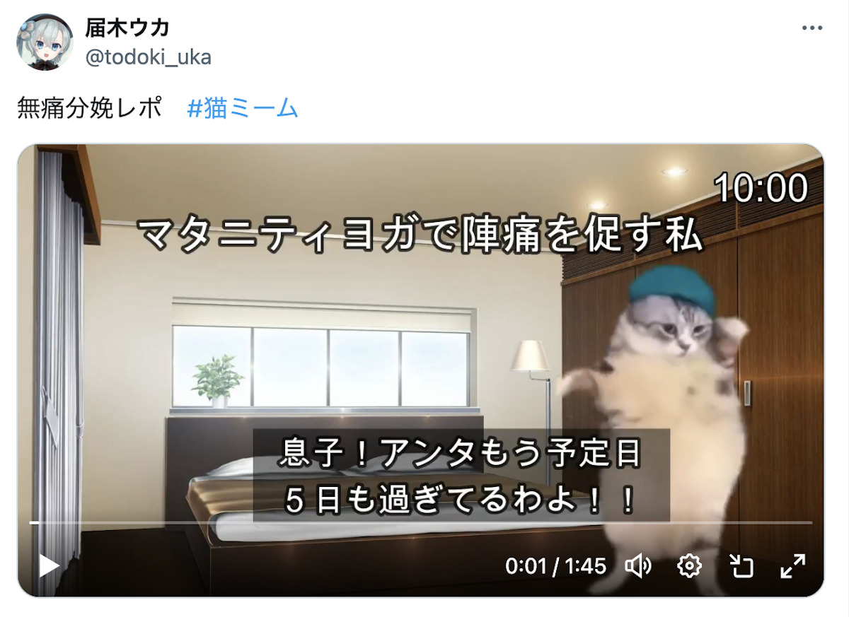 “猫ミーム”がSNSで大流行 定期的にバズを起こしてきた …