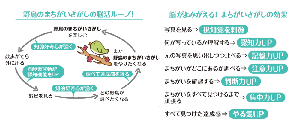 『1日2分で脳が若返る！野鳥のまちがいさがし』の画像