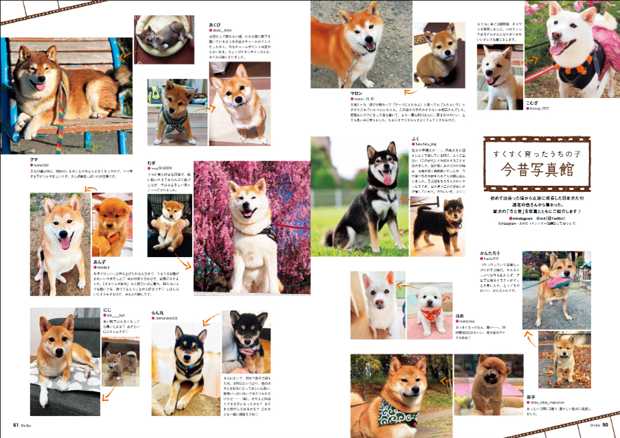 柴犬専門誌『Shi-Ba【シーバ】』病院特集の画像