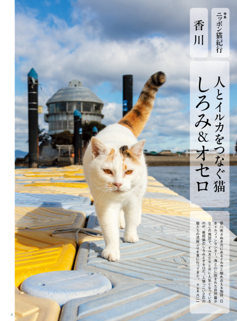 M-1王者・令和ロマンも登場『猫びより』2024年春号の画像