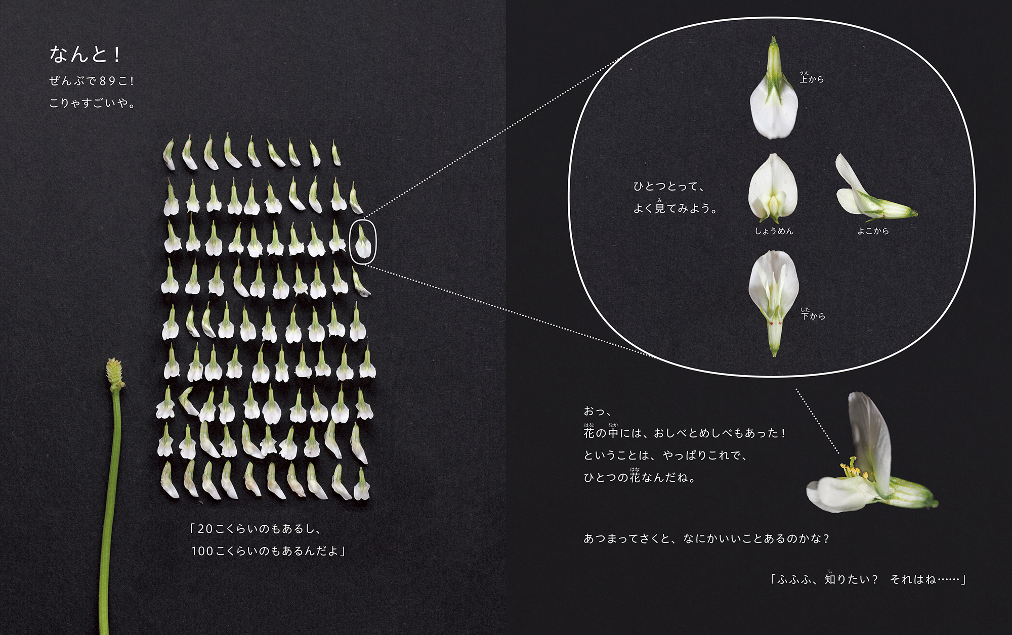 「シロツメクサ」写真たっぷりの科学絵本の画像