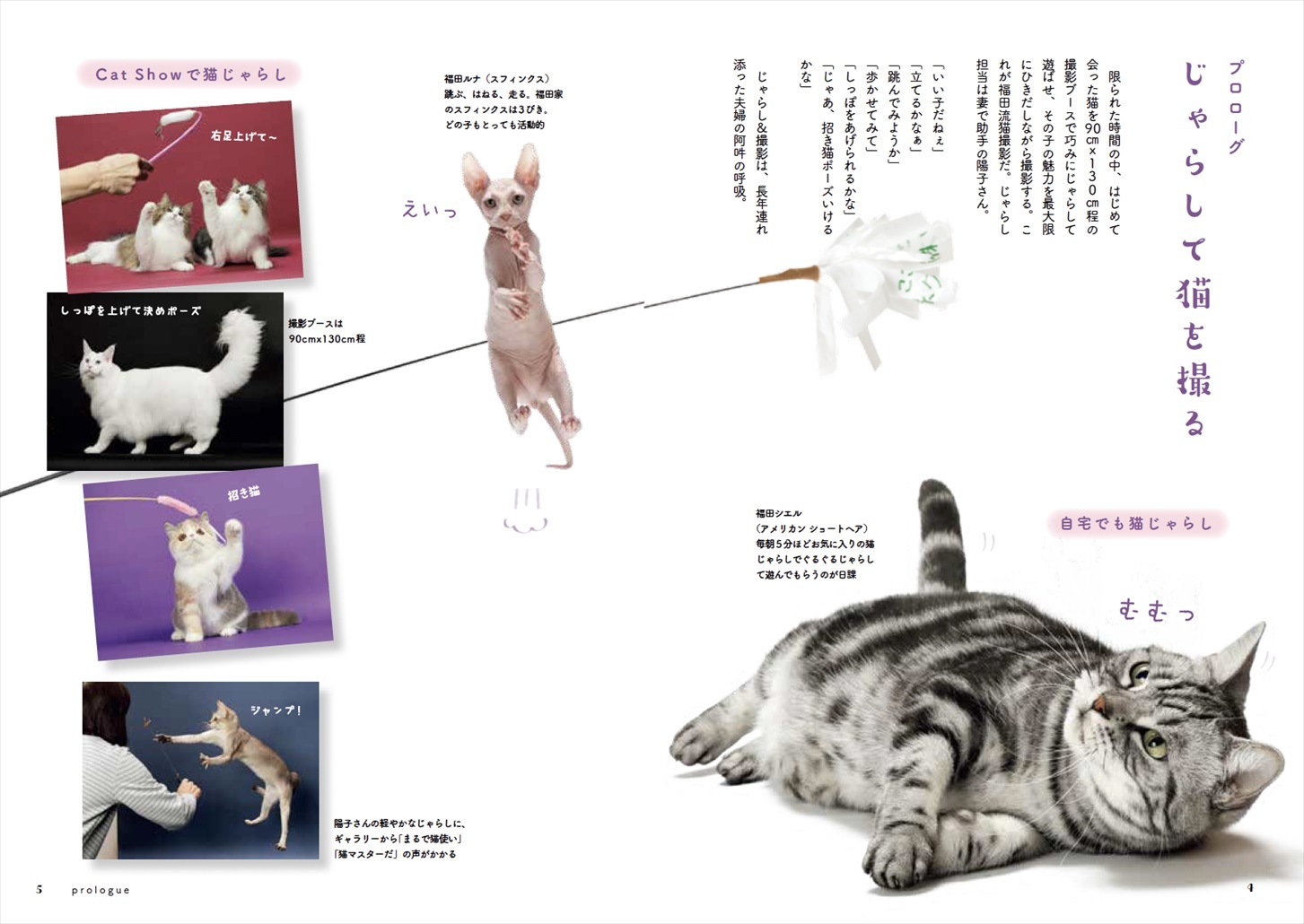 猫撮影のプロによる世界初「猫じゃらし」本の画像