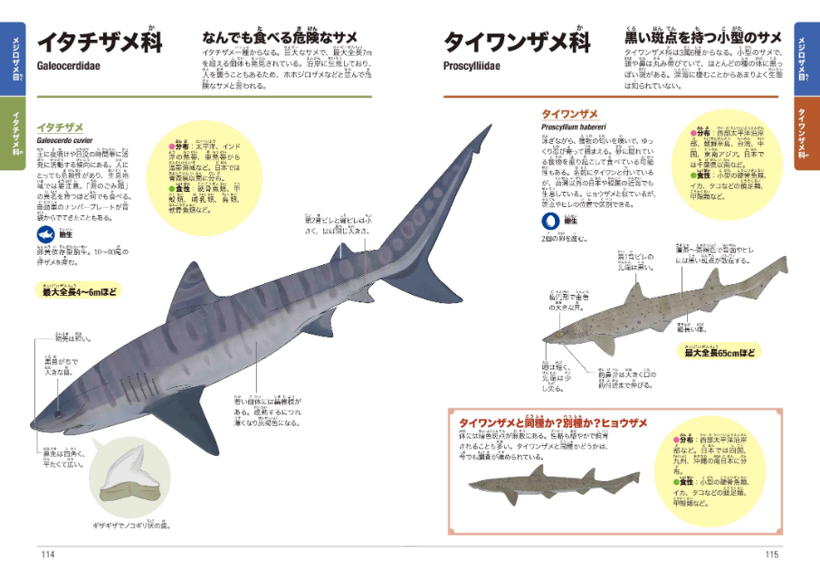 「くらべてわかる図鑑」に待望のサメが登場の画像