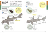「くらべてわかる図鑑」に待望のサメが登場の画像