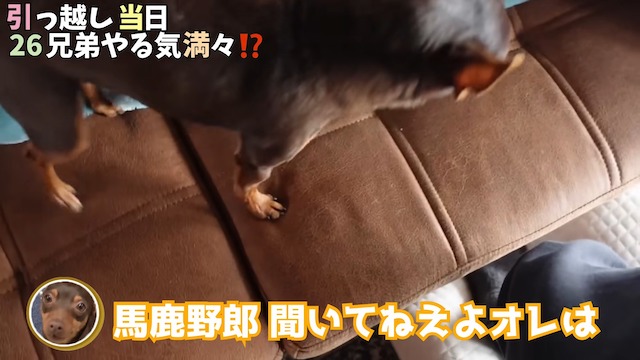 坂上忍、フルリフォームした自宅を公開の画像