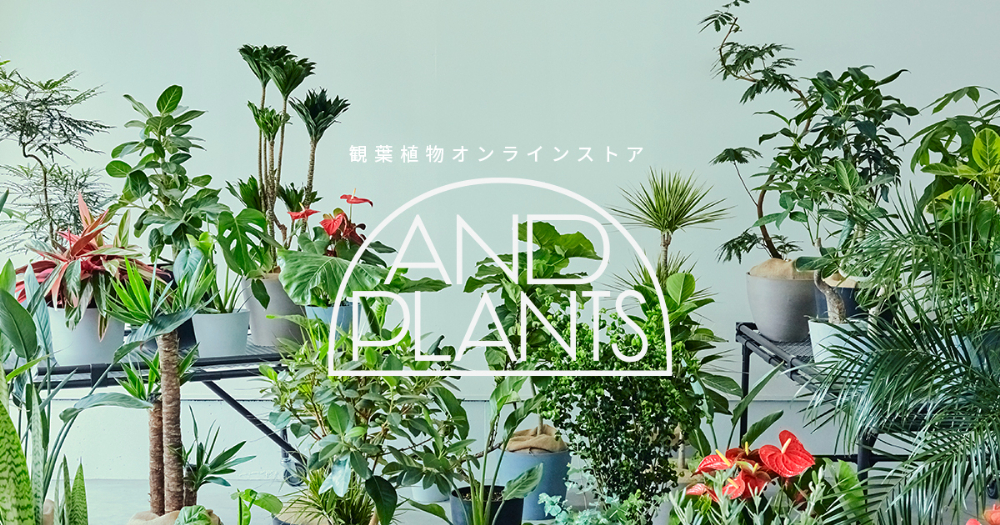 観葉植物120種を厳選『決定版　よくわかる観葉植物』の画像