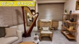 関根りさ、大改造した自宅をルームツアーの画像