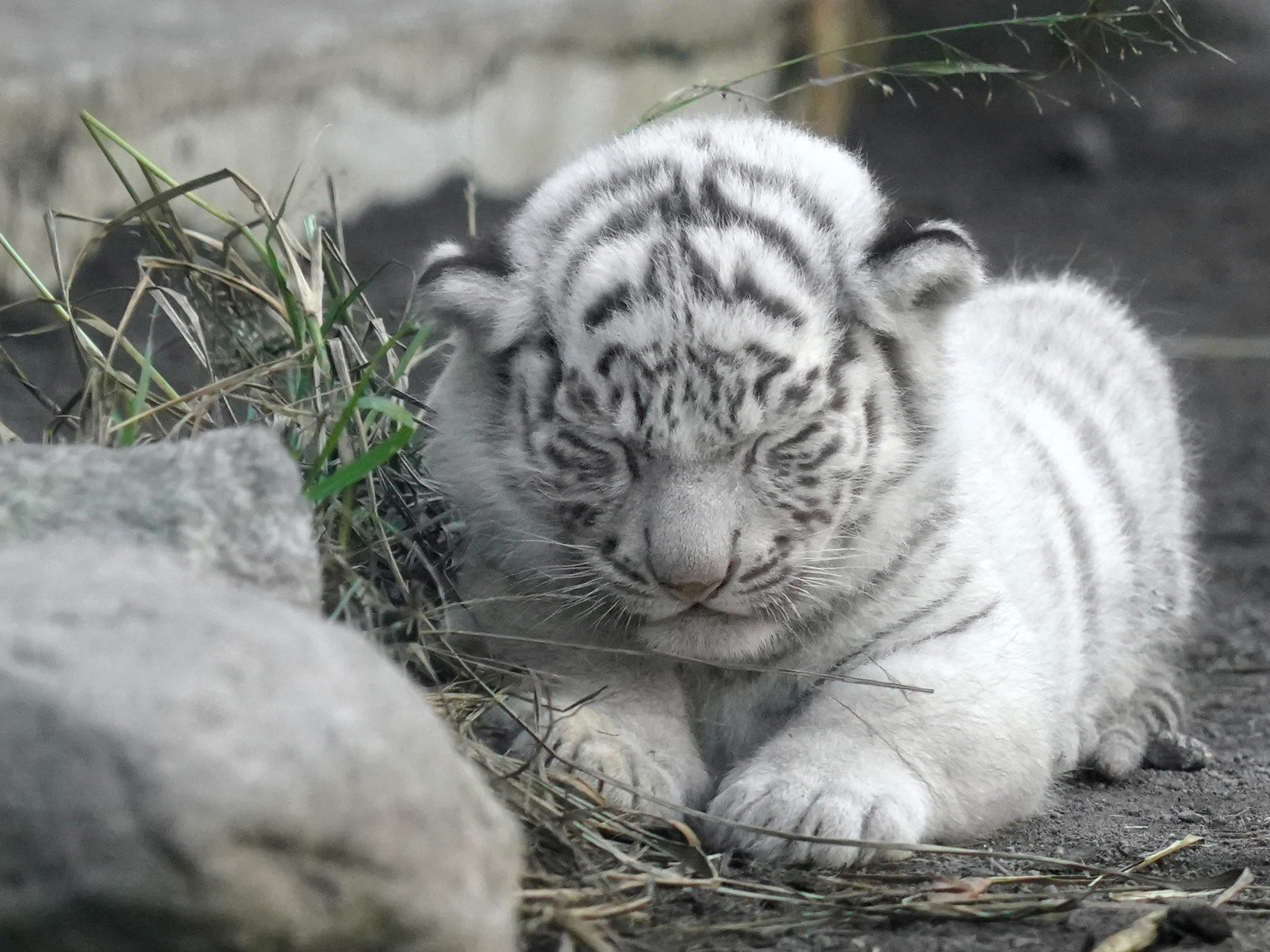 辛酸なめ子激賞『ほぼねこ』3度目の重版の画像