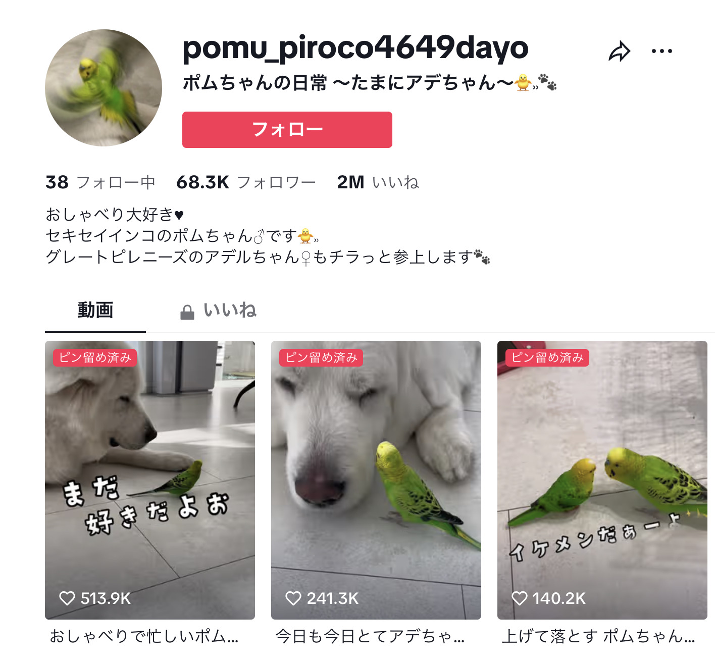 “限界オタク”っぽいインコTikTokerが面白い