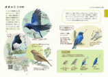 野鳥イラスト満載『ココロさえずる野鳥ノート』の画像