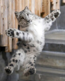 岩合光昭、ネコ科猛獣の写真集に「心から拍手」の画像