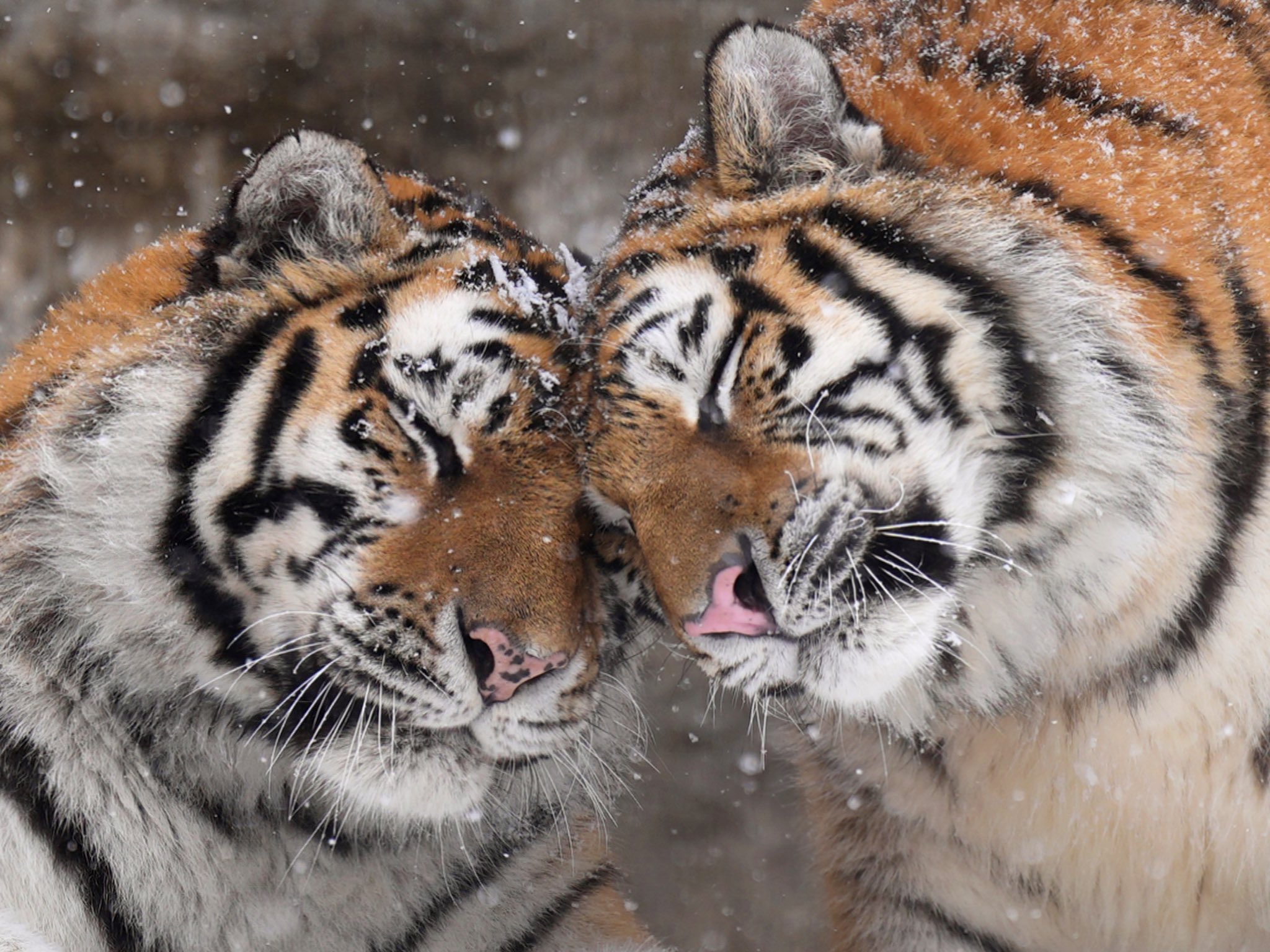 岩合光昭、ネコ科猛獣の写真集に「心から拍手」の画像