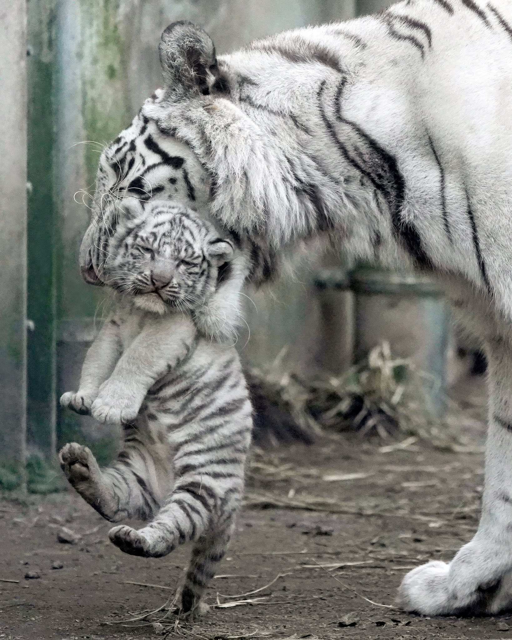 岩合光昭、ネコ科猛獣の写真集に「心から拍手」の画像