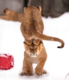 岩合光昭、ネコ科猛獣の写真集に「心から拍手」の画像