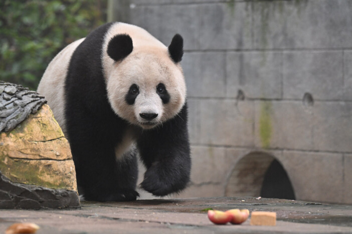 人気ブログ「毎日パンダ」手掛ける高氏貴博が大好きなパンダと中国で再会！　パンダを巡る旅の写真集が発売