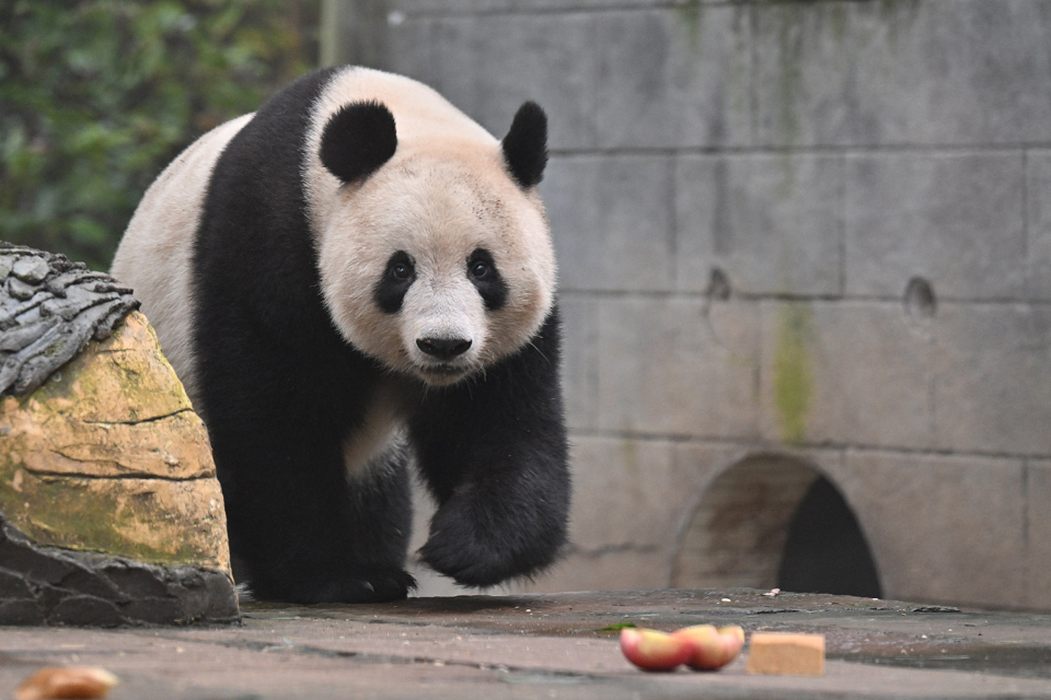 パンダ「シャンシャン」を巡る旅の写真集