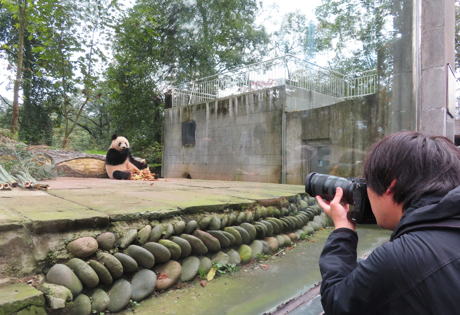 パンダ「シャンシャン」を巡る旅の写真集の画像