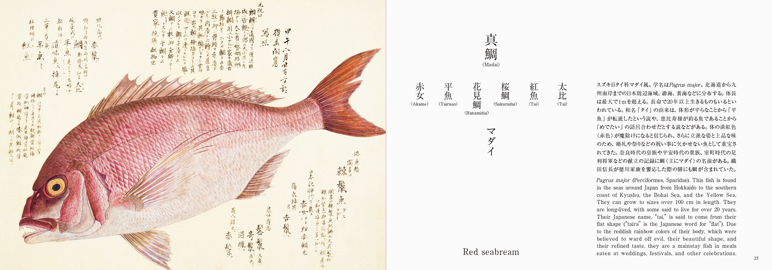 海洋国・日本と「魚」との奥深い物語の画像