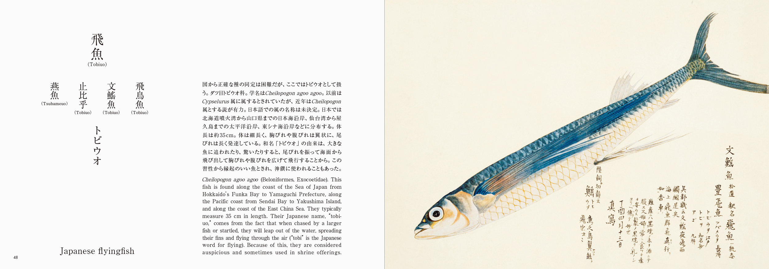 海洋国・日本と「魚」との奥深い物語の画像