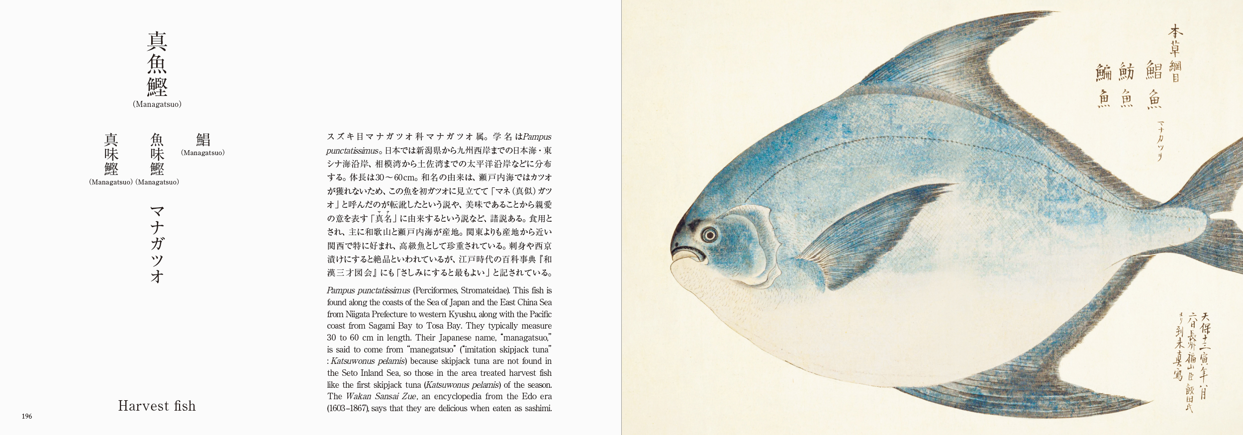 海洋国・日本と「魚」との奥深い物語の画像