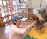 『嗚呼‼みんなの動物園』で保護犬トリミングをする相葉雅紀