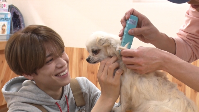 『嗚呼‼みんなの動物園』で保護犬トリミングをする松島聡（timelesz）