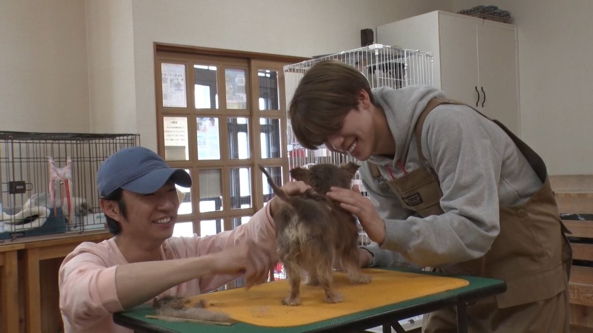 timelesz 松島聡、『みんなの動物園』出演