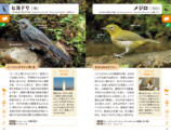 代表的な野鳥330種を収録した『野鳥図鑑』の画像