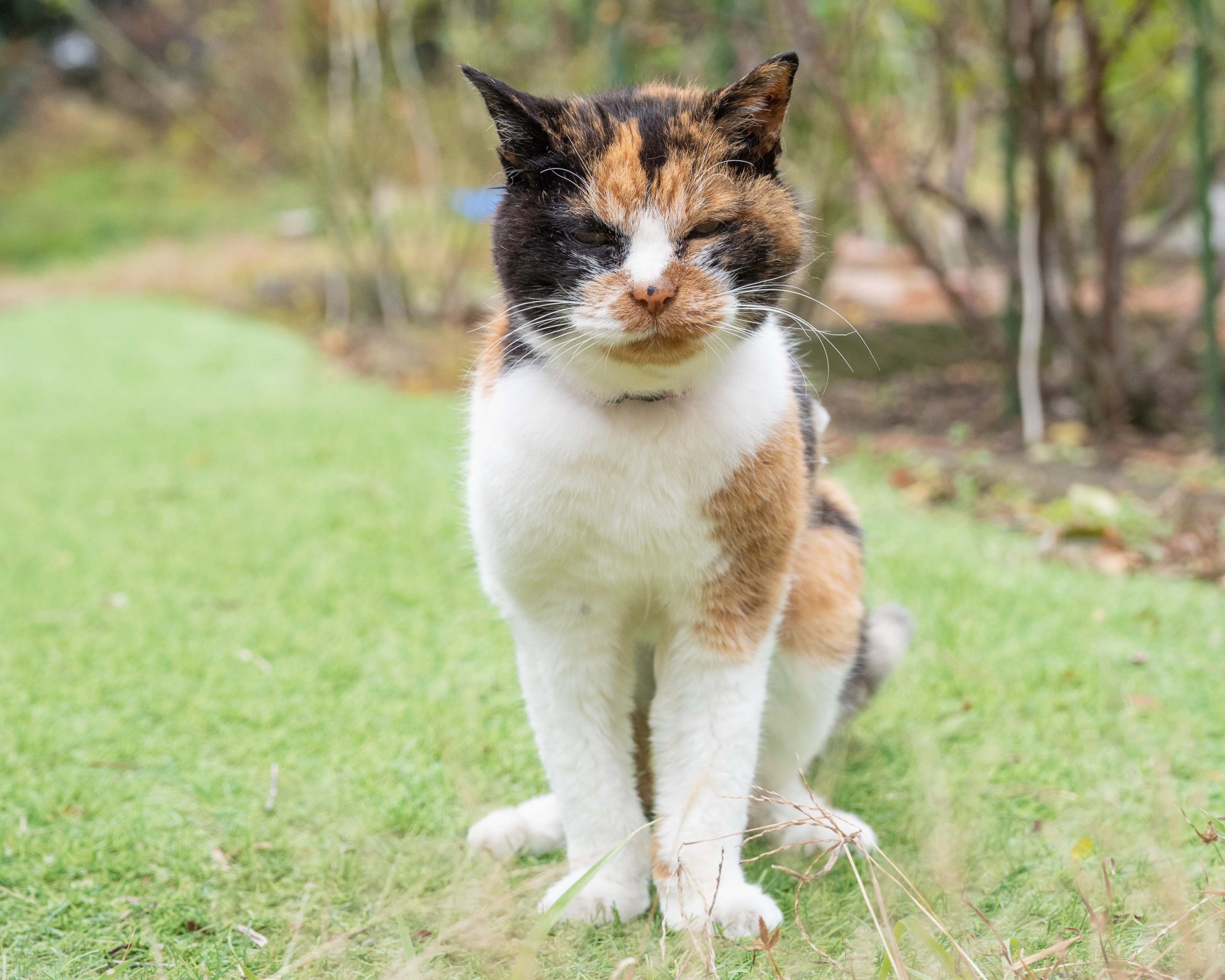 【重版情報】人間なら116歳“奇跡の猫”の画像