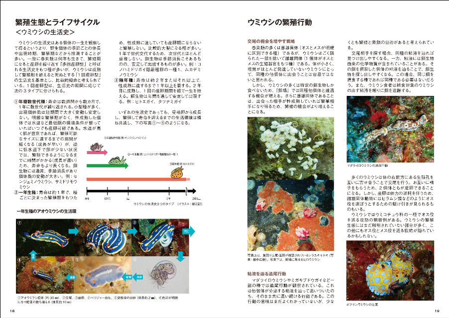 色鮮やかな232種掲載『ウミウシの生態観察図鑑』の画像