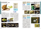 色鮮やかな232種掲載『ウミウシの生態観察図鑑』の画像