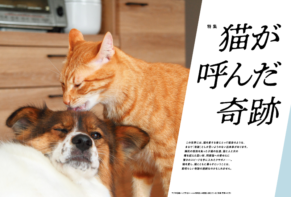 可愛らしい猫が多数登場『猫びより』2024年夏号の画像