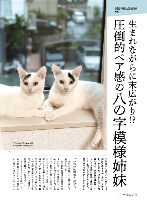 可愛らしい猫が多数登場『猫びより』2024年夏号の画像