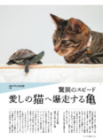 可愛らしい猫が多数登場『猫びより』2024年夏号の画像