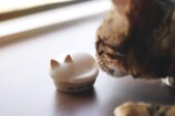  猫モチーフのイヤホンがかわいすぎるの画像