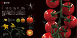 個性派トマトを分析『美しいトマトの科学図鑑』の画像