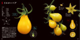個性派トマトを分析『美しいトマトの科学図鑑』の画像