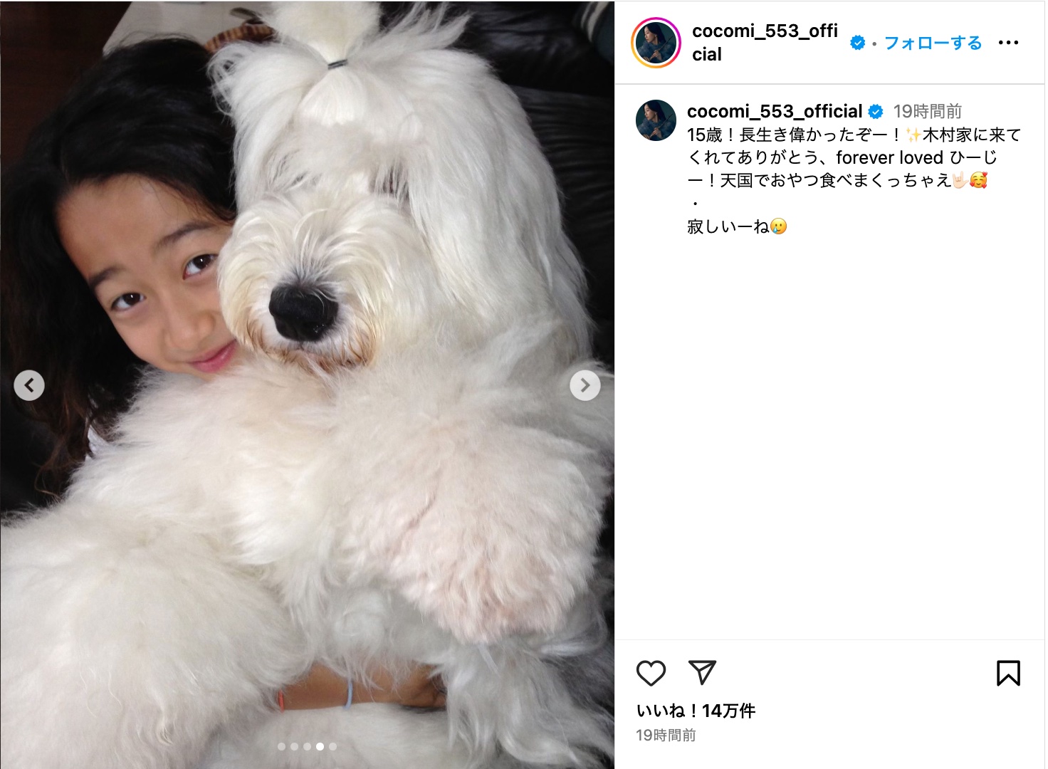 木村家、愛犬との別れに悲しみの画像