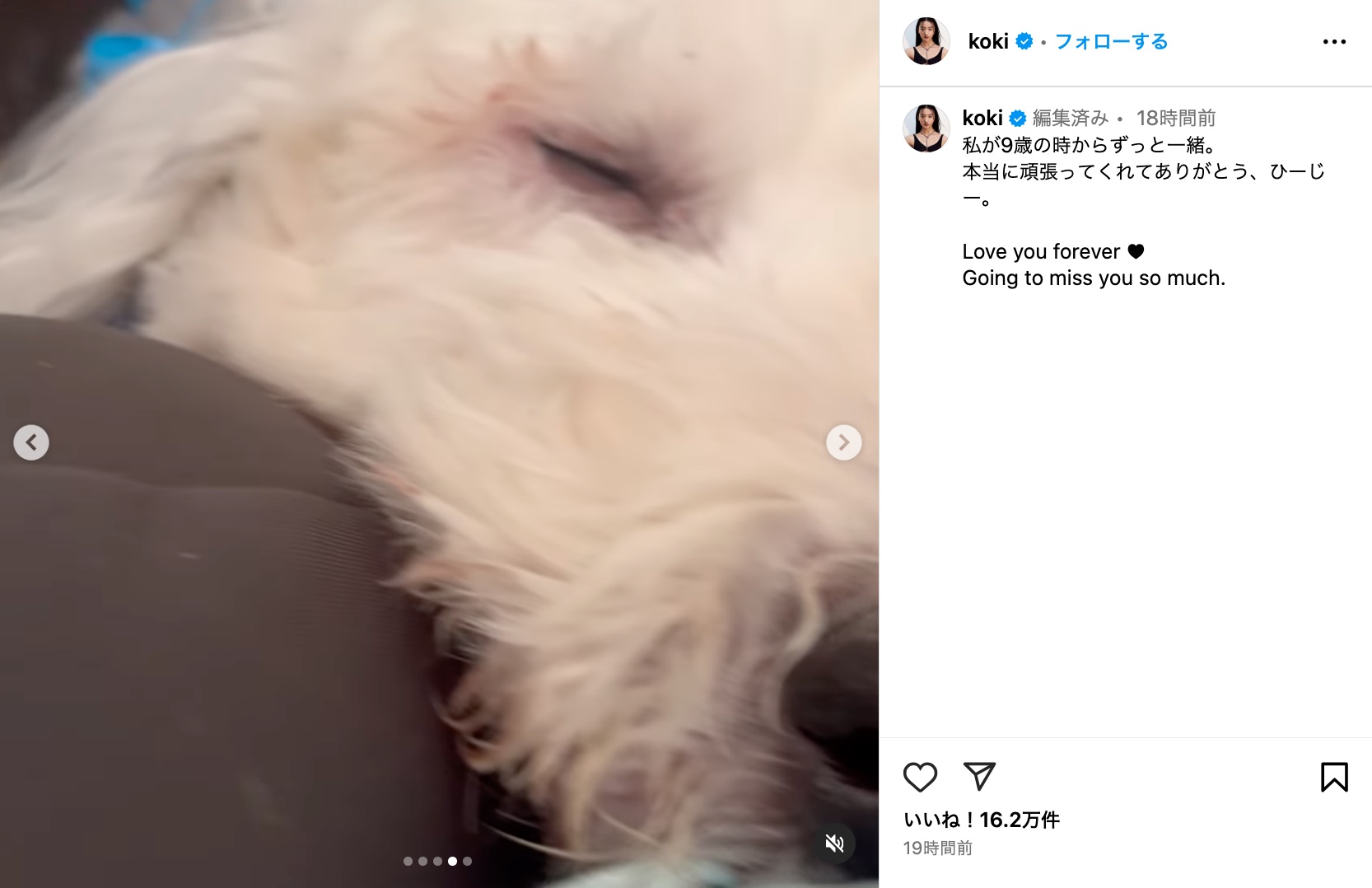 木村家、愛犬との別れに悲しみの画像