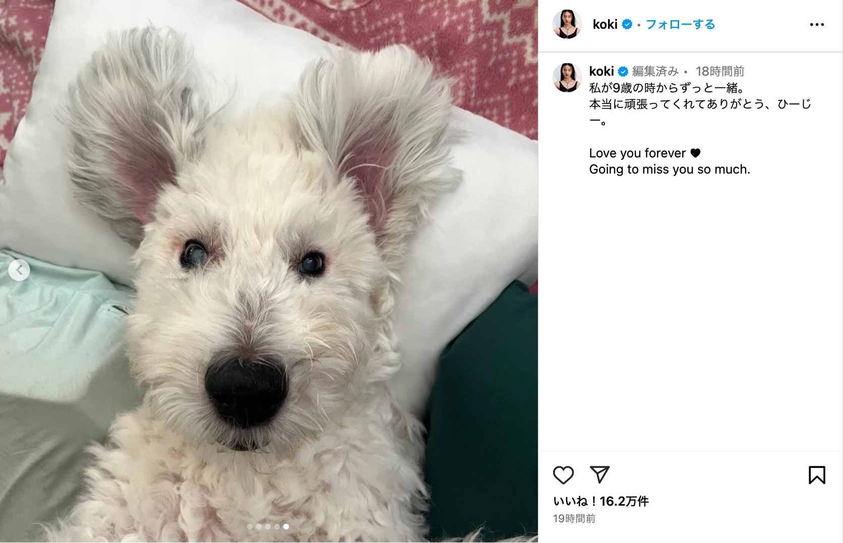 木村家、愛犬との別れに悲しみの画像