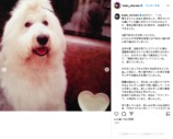 工藤静香、愛犬との別れに深い悲しみの画像